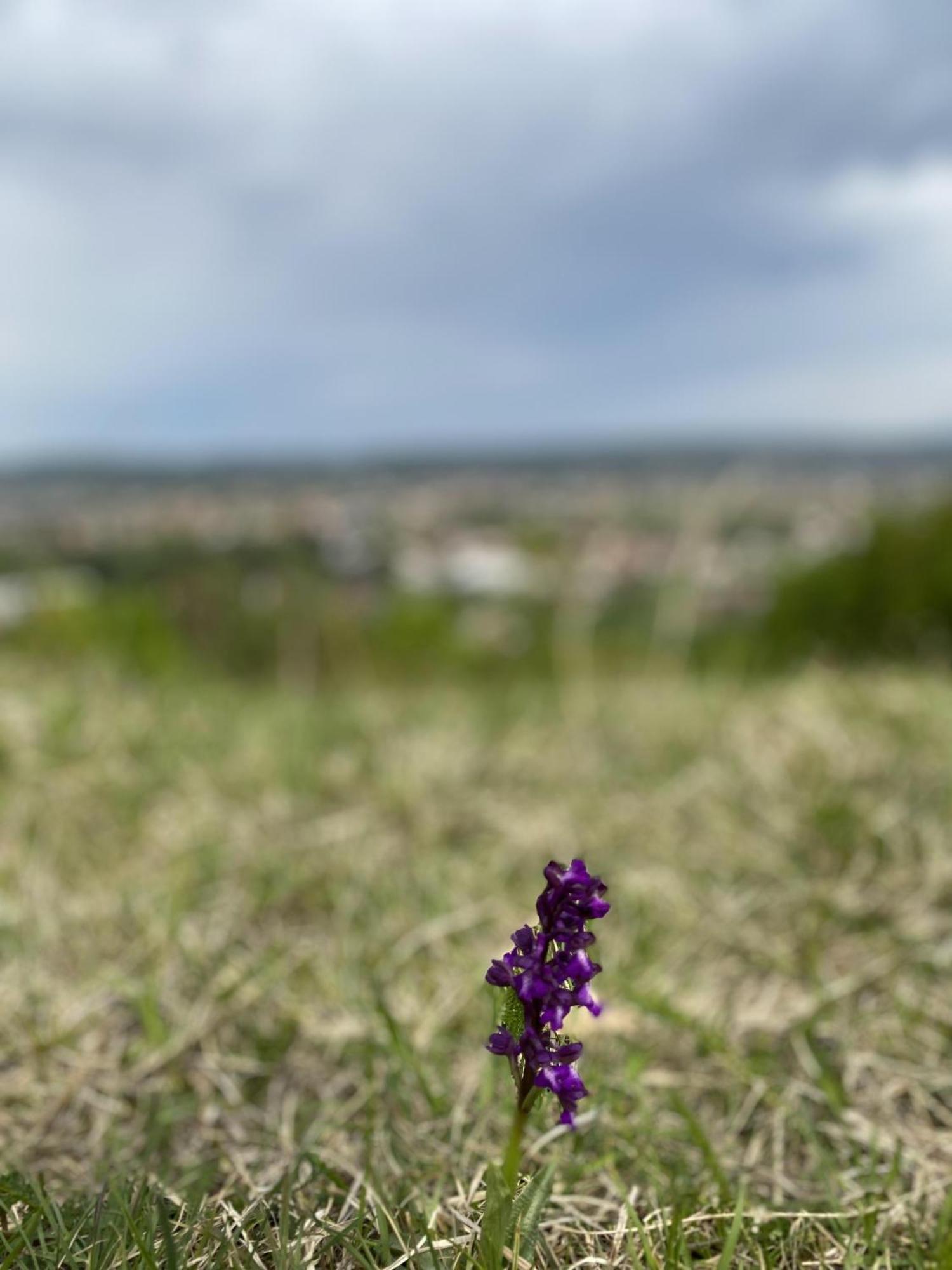 Apartman Mina Mataruska Banja Kültér fotó